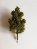 Stromček listnatý - Dub 10-12 cm