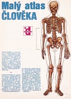 Papierový model Malý atlas človeka Anatómia muža
