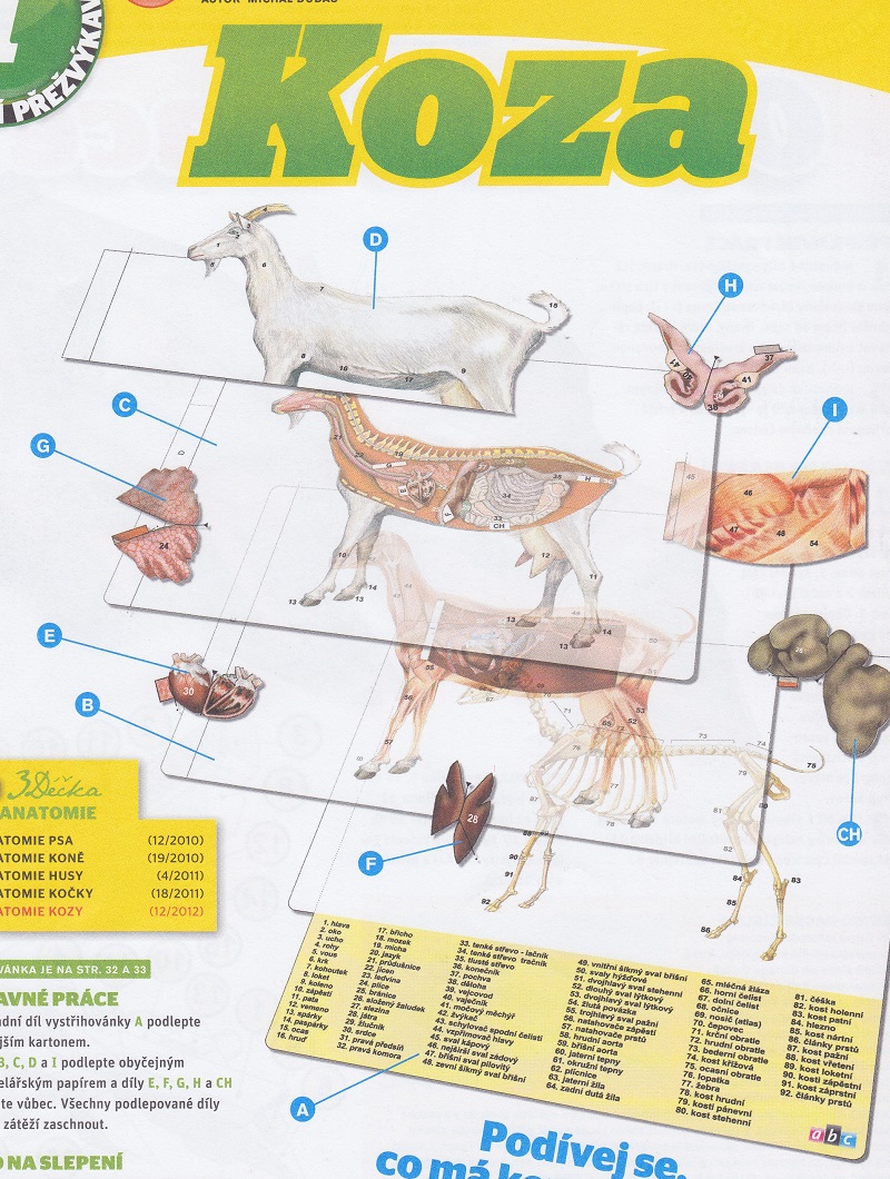 Papierový model Anatómia kozy