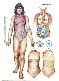 Papierový model Malý atlas človeka Anatómia ženy
