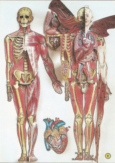 Papierový model Anatómia človeka - Anatómia muža