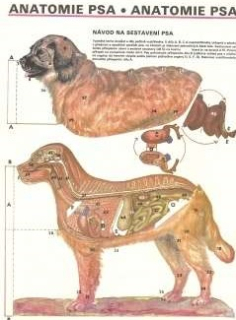 Papierový model Anatómia psa