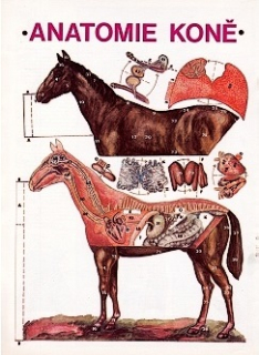 Papierový model Anatómia koňa