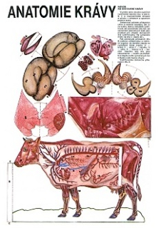 Papierový model Anatómia kravy