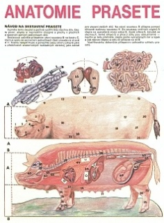 Papierový model Anatómia prasaťa