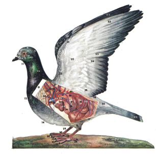 Papierový model Anatómia holuba